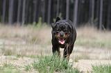 ROTTWEILER 270